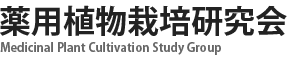 薬用植物・生薬 栽培 研究 | カンゾウ（甘草） ムラサキ（紫根・シコン）