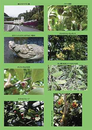 薬用植物研究 37巻2号（2015年2号）